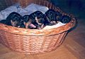 Polish Hunting Dog puppies