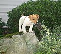 Irish Jack Russell puppy