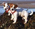 Jack Russell puppies
