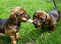 Jamnik Dachshund puppies.jpg