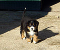 10 weeks
