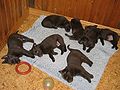 Australian Kelpie puppies