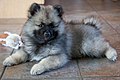 Keeshond