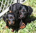 Longhaired Dachshund puppies.jpg
