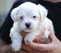 Maltese puppy