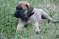 Mastiff