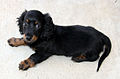 Mini-longhair-dachshund-puppy-24511277778995262f.jpg
