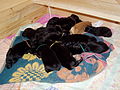 newborn