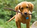 Golden retriever puppy