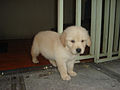 5 weeks