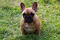 French Bulldog pup