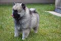 Keeshond