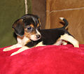 Queen Elizabeth Pocket Beagle puppy.jpg