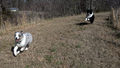 Running Mini Aussies.png