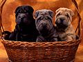 Shar Pei puppies