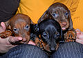 Smooth Dachshund puppies.jpg
