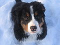 13 weeks
