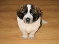 St. Bernard puppy
