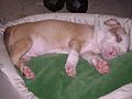 7 weeks