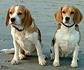 Two beagles.jpg