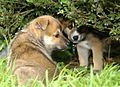 Puppies hide and seek