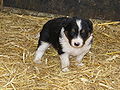 4 weeks