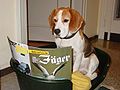 Weiterbildung fuer Beagle.jpg