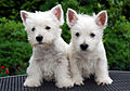 Westie pups