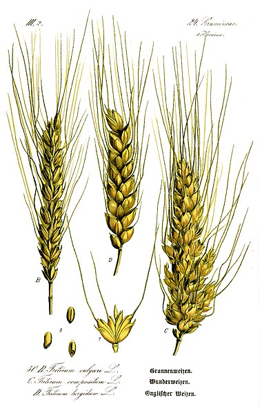 File:Illustration Triticum aestivum0.jpg