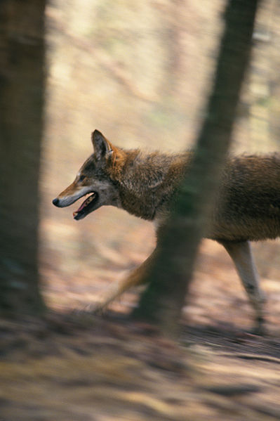 File:Canis rufus walking in forest.jpg