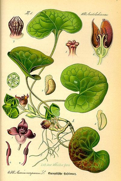 File:Illustration Asarum europaeum0.jpg