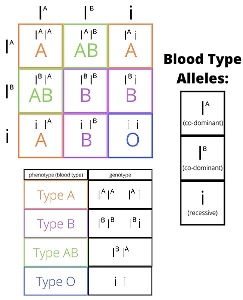 File:ABO Blood Group Phenotypes.jpg