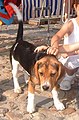 Beagle puppy 2004-07-25.JPG