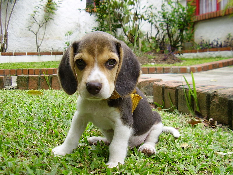 File:Beagle puppy sitting on grass.jpg