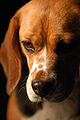 Beagle portrait contemplative.jpg
