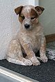 ACD puppy Silverbarn's Noomi x.jpg