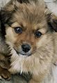 a mongrel