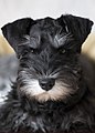 Miniature Schnauzer puppy