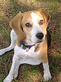 Beagle2.JPG