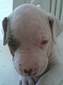 Cachorro pitbull.jpg