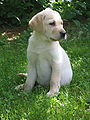 Labrador Retriever puppy