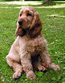 Cocker Spaniel