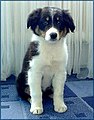 Crazy Tick Puella Fera the Australian Shepherd puppy.jpg