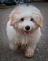 Coton de Tulear