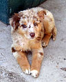 Australian Shepherd puppy redmerle.jpg