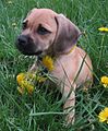 A designer dog. Puggle puppy